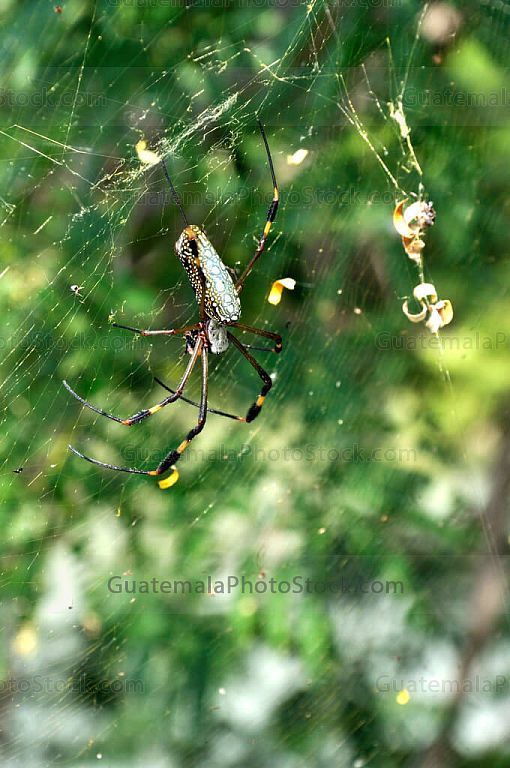 Araña