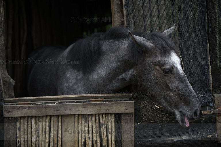 Caballo