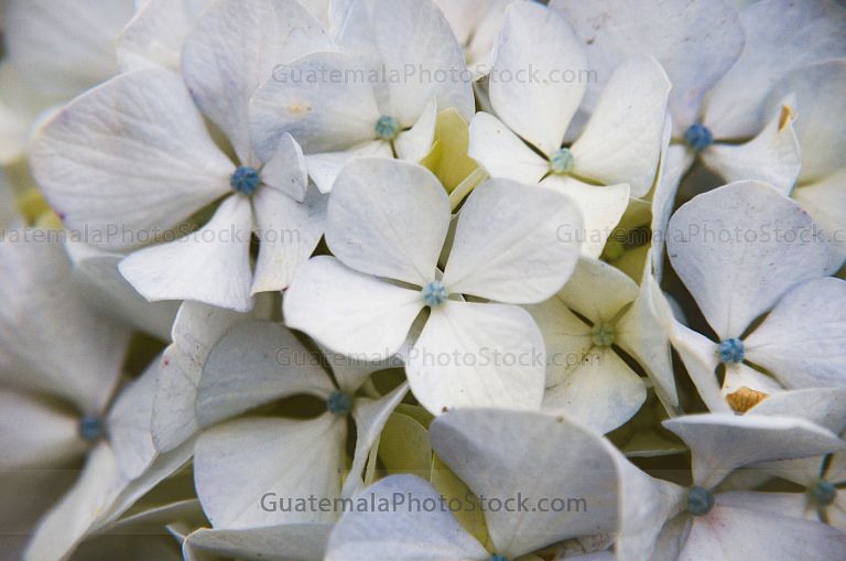Hortensias en Pino Dulce
