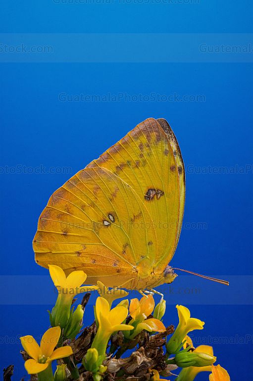 Mariposa azufre naranja (Phoebis argante)