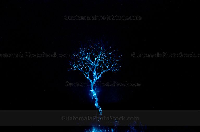 El árbol de luz