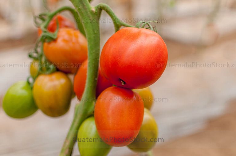 Tomate