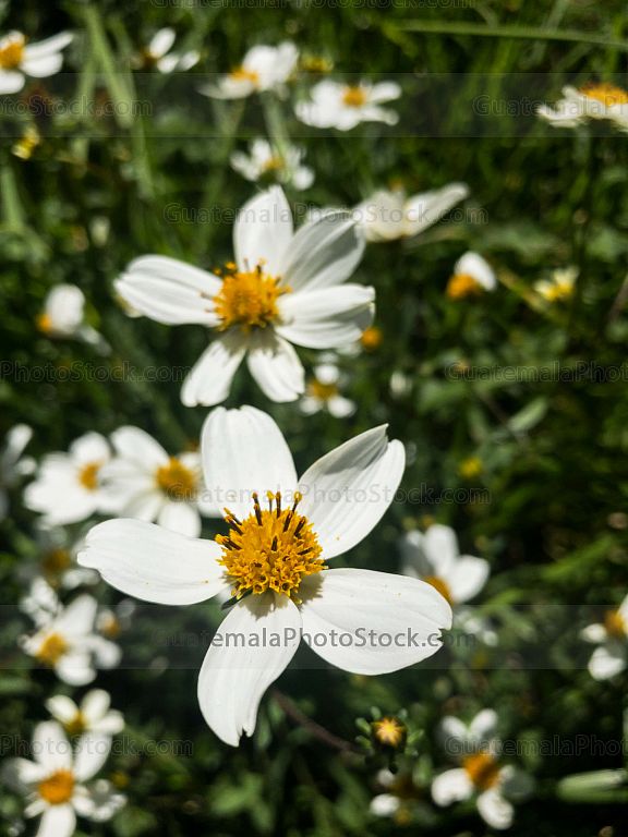 Flor de campo