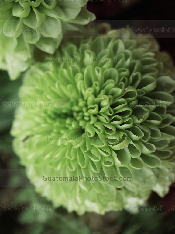 Macro flor