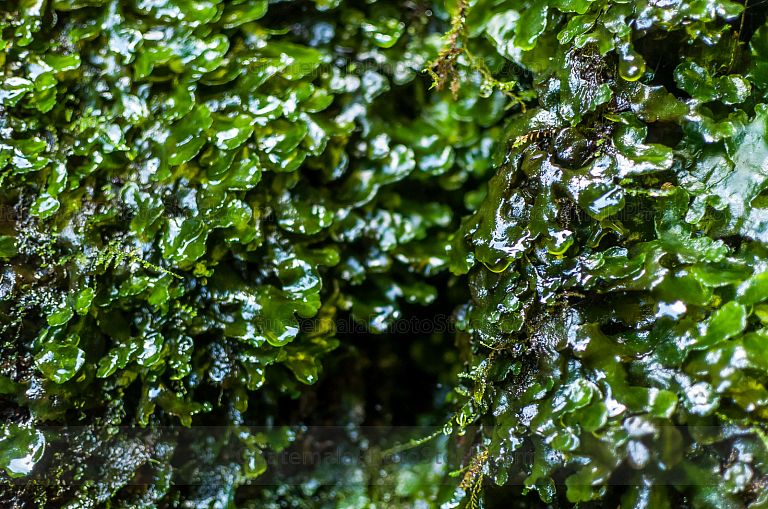 Nacimiento de agua en el Sendero del Alto