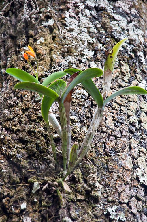 Planta silvestre en el bosque nuboso el Volcán Suchitán