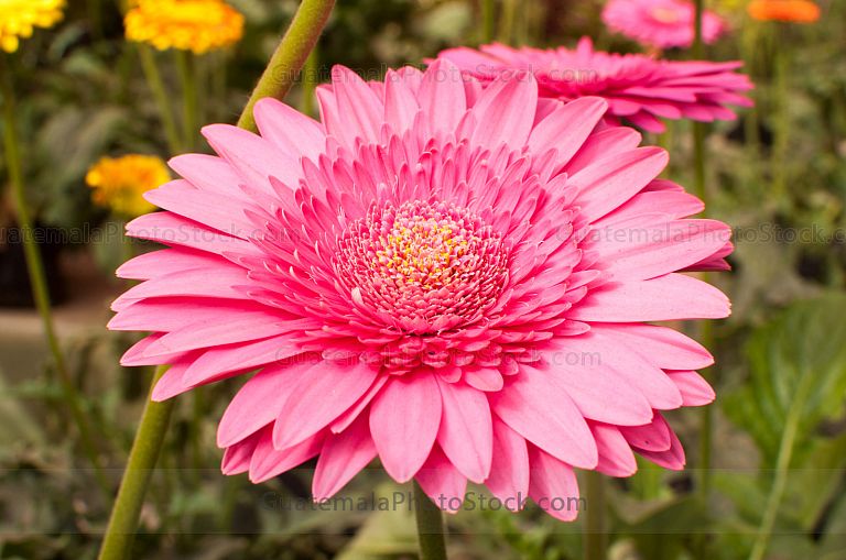 Gerberas