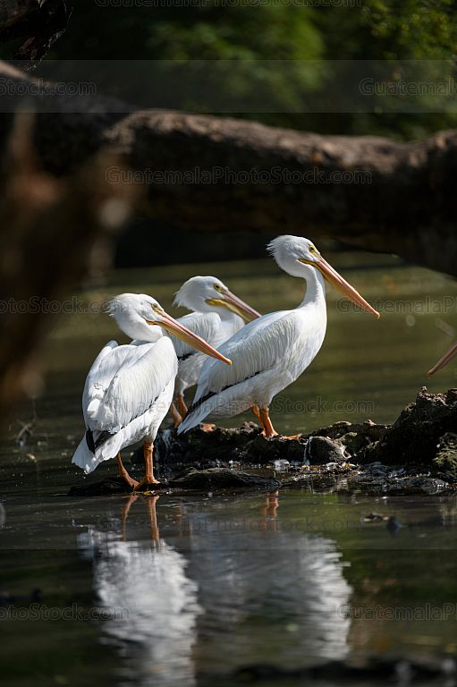 Pelicanos