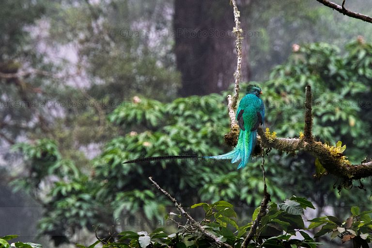 Quetzal en el Mirador Rey Tepepul
