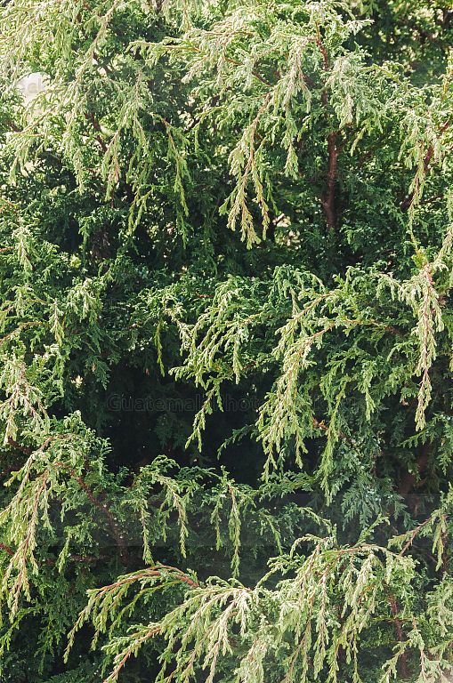 Rama de árbol de Huito