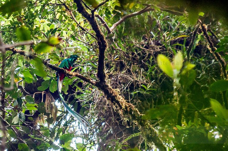 Quetzal