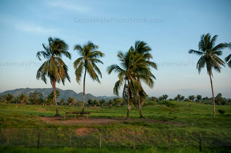Palmeras