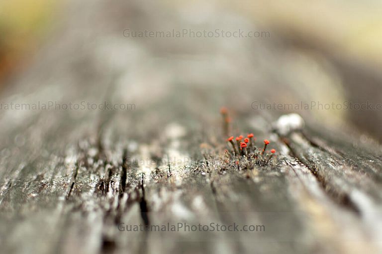 Microvegetación