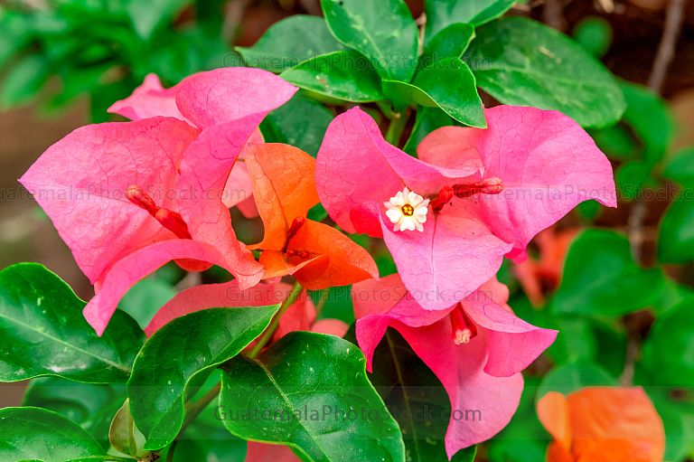 Bougainvillea