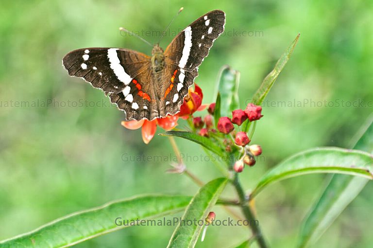 Mariposa Monarca