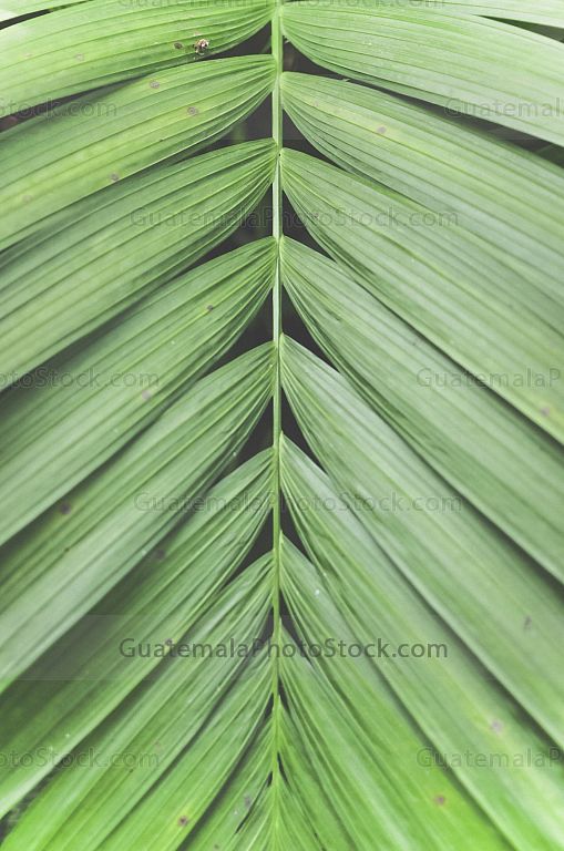 Hoja de palma
