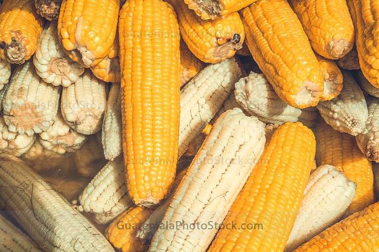 Elote cocido