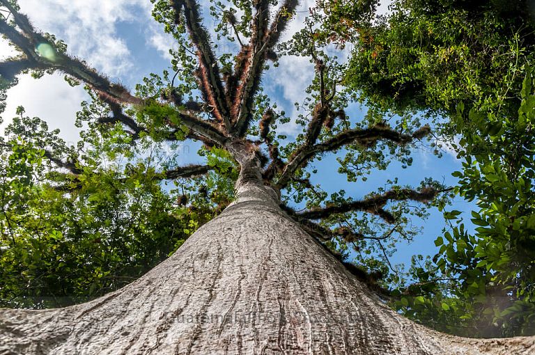 Ceiba pentandrá