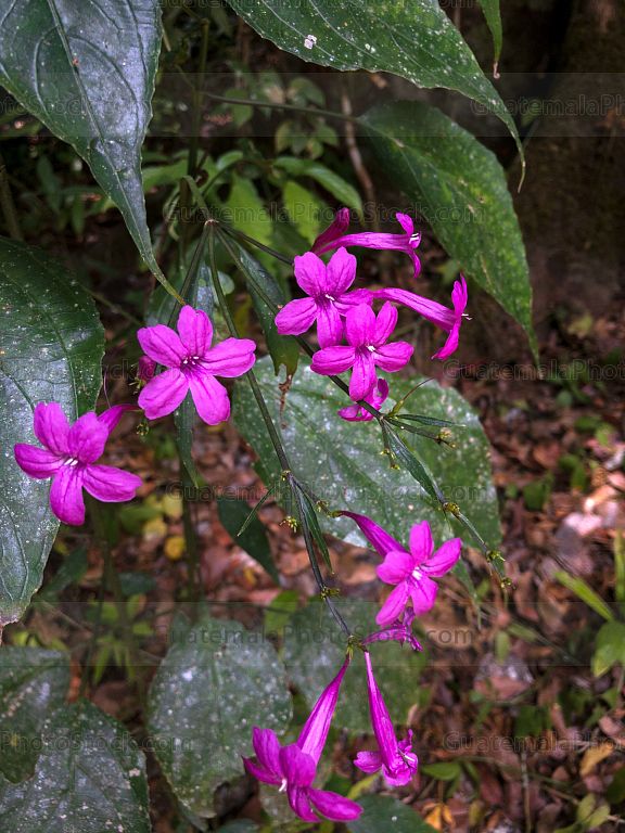 Naturaleza en Parque Nacional Tikal, Petén