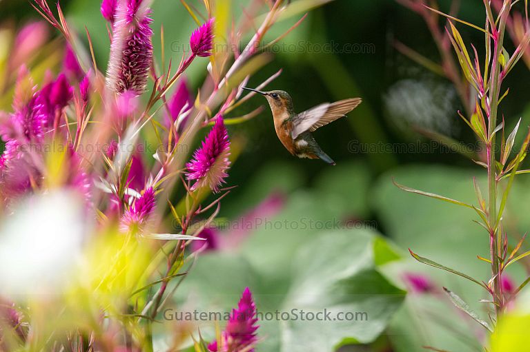 colibrí Picaflor