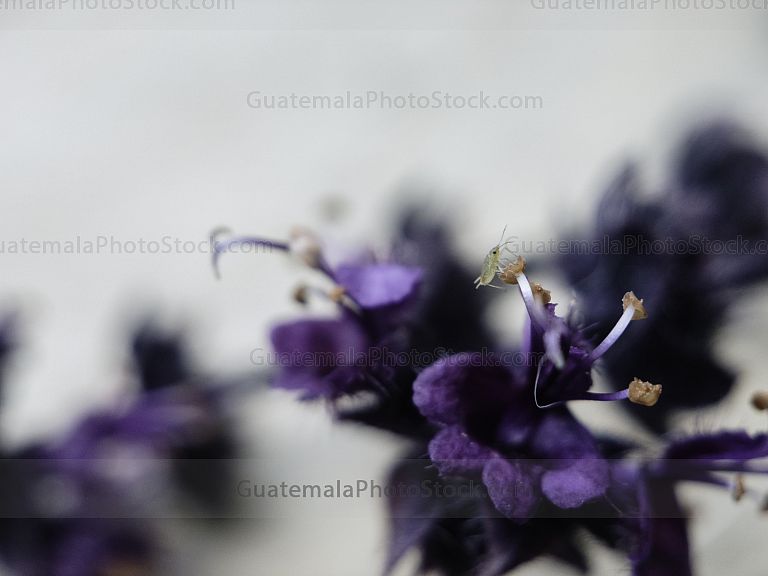 Flor de albahaca morada