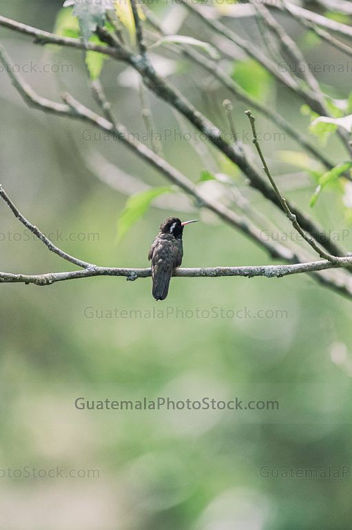 Colibrí