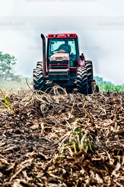 Campos agrícolas de caña de azucar