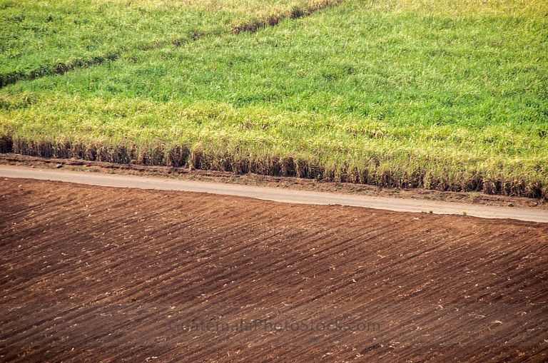 Campo agricola en ingenio azucarero