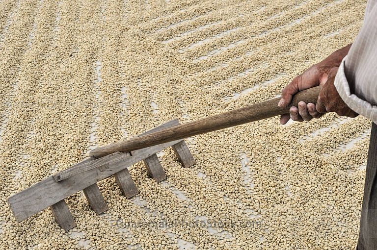 Secado de café
