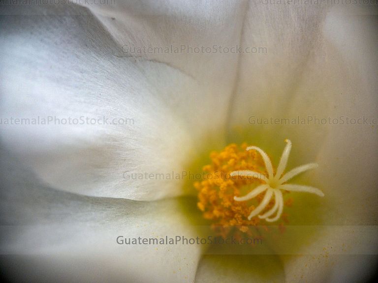 Flor