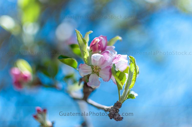 Flor de durazno