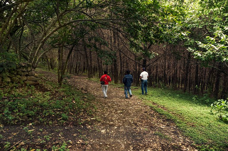 Caminando entre el bosque