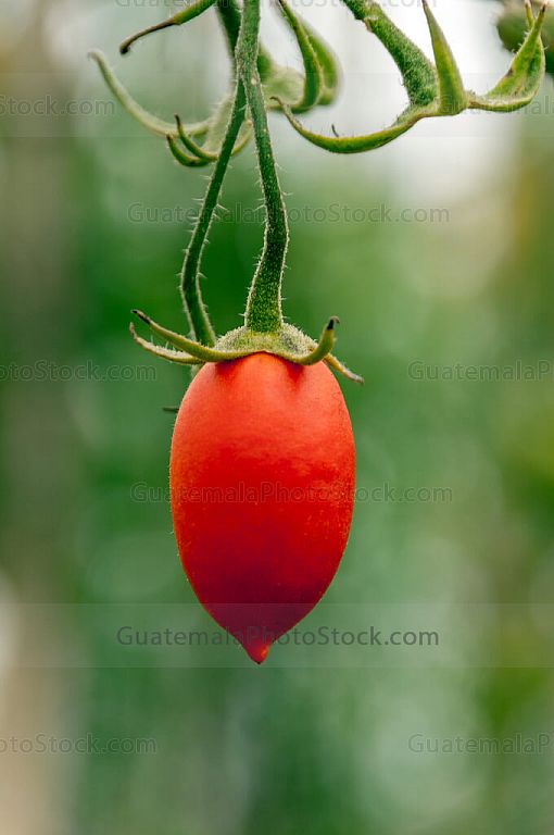 Tomate