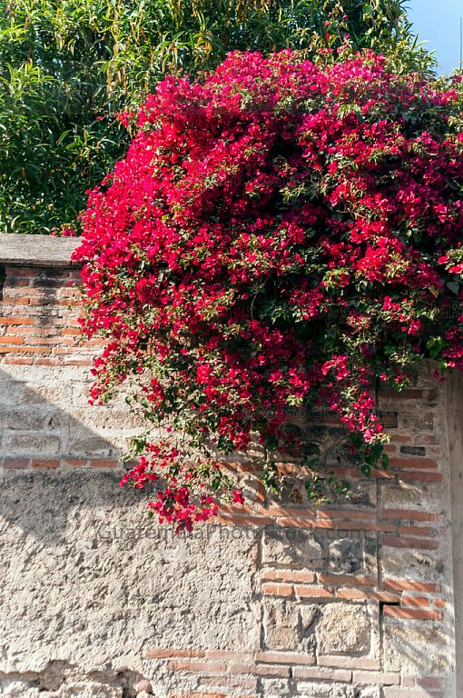 Bougainvillea en la Antigua Guatemala