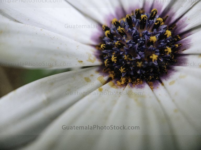 Macro