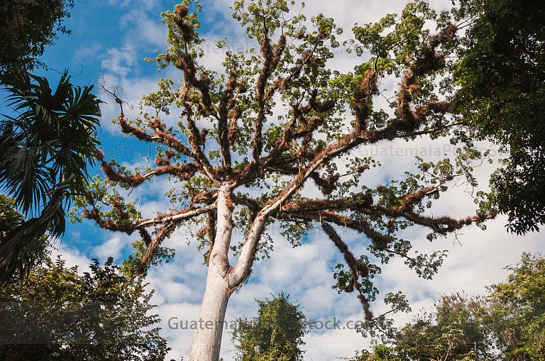 Ceiba, Parque Nacional Tikal, Petén