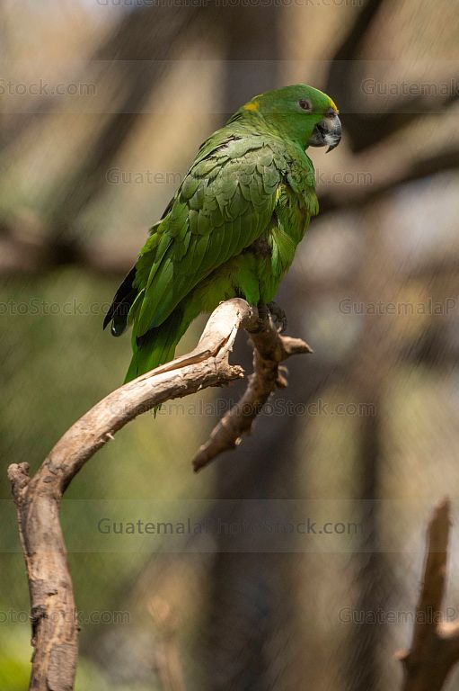 Loro