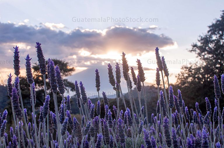 Campo de Lavanda, San Mateo Milpas Altas