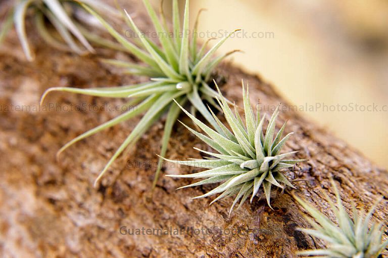 Plantas decorativas, Tillandsia Xerographica