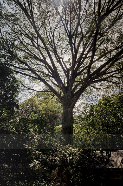 Arboles del Jardín Botánico