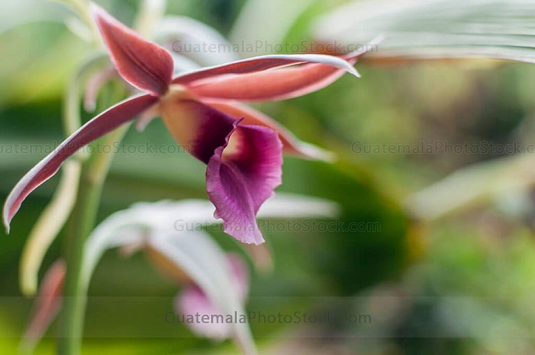 Orquidea