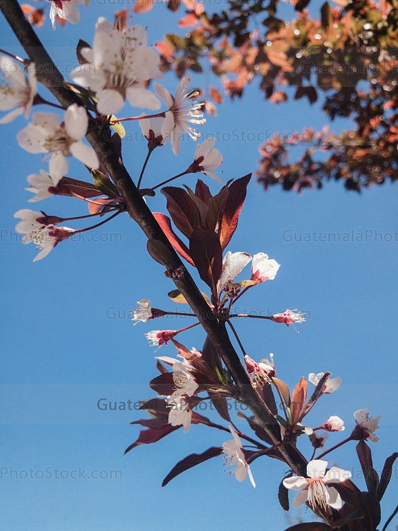 Flor de cerezo