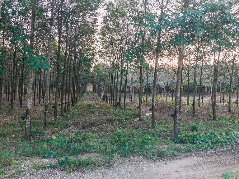 Árboles de hule