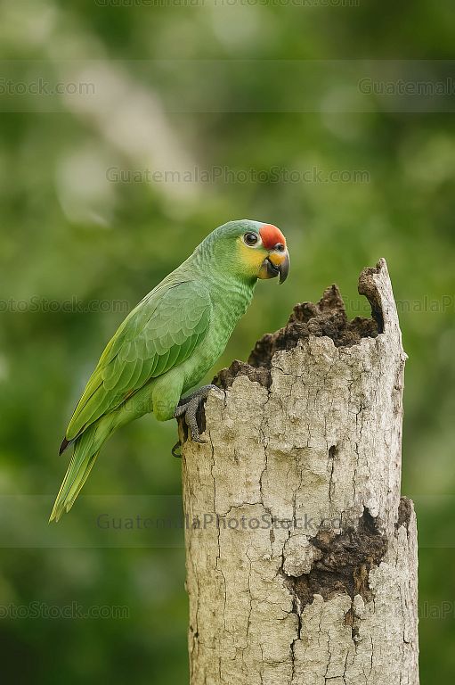 Loro verde con frente roja en hábitat natural