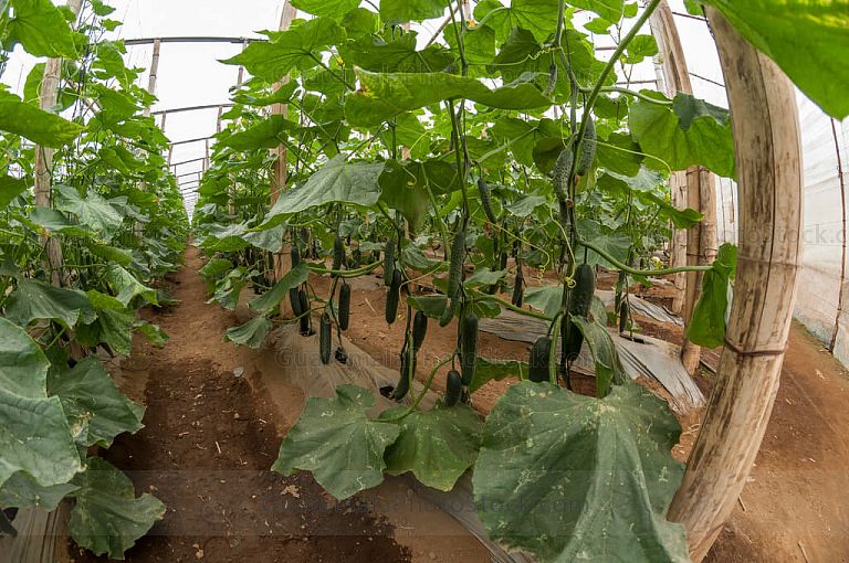 Planta de pepino en vivero
