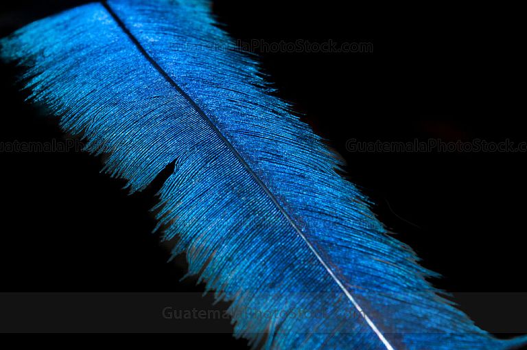 Pluma de Quetzal