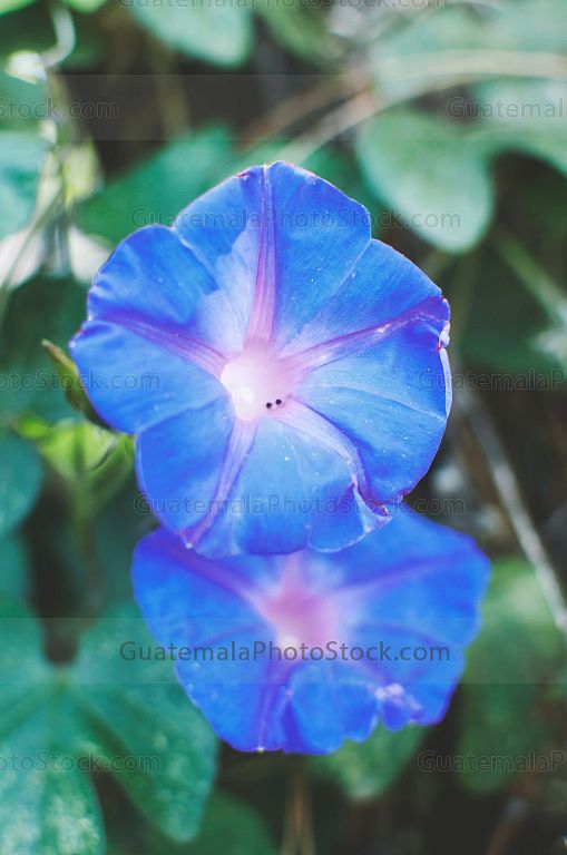 flor