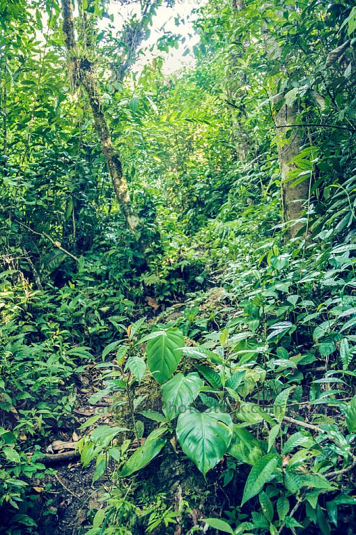 Sendero a Laguna Maxbal