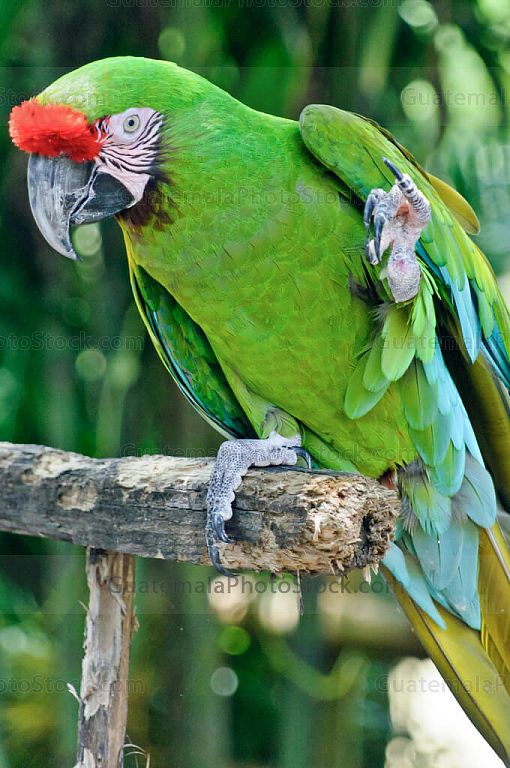 Loro frente roja
