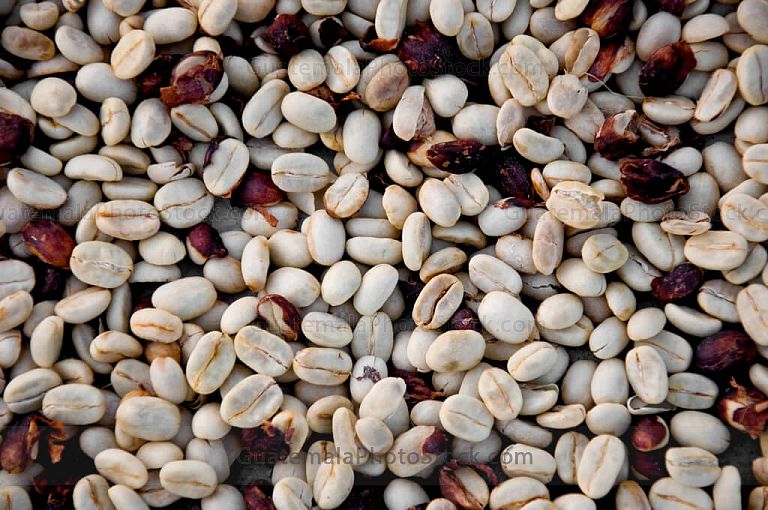 Granos de café